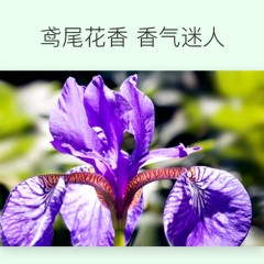 XC16113	黛丝媞芙(Destife)鸢尾花保湿清爽沐浴液500ml+洗发露500ml